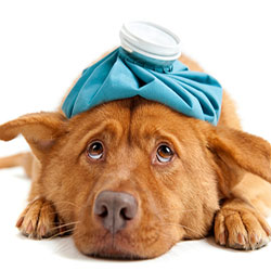 Dog Sicknesses : Symptoms & Diagnosis